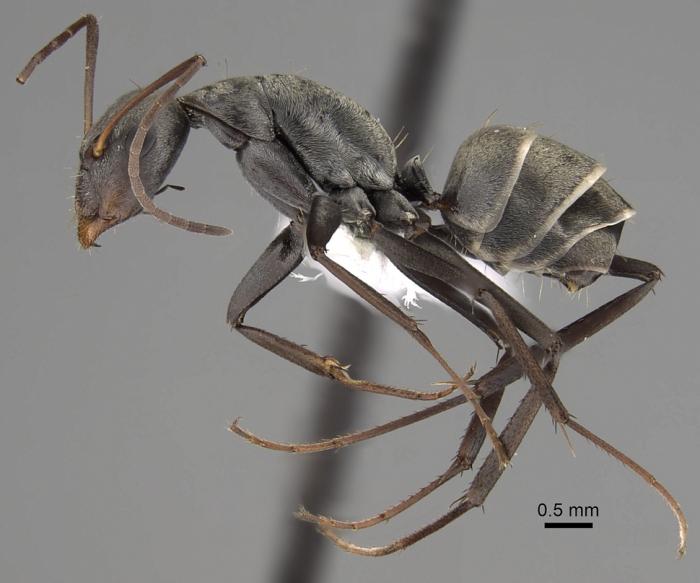 Camponotus parius